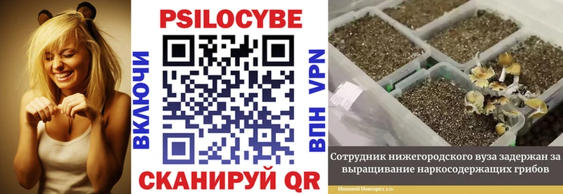 Псилоцибиновые грибы Psilocybine cubensis  Ялуторовск 